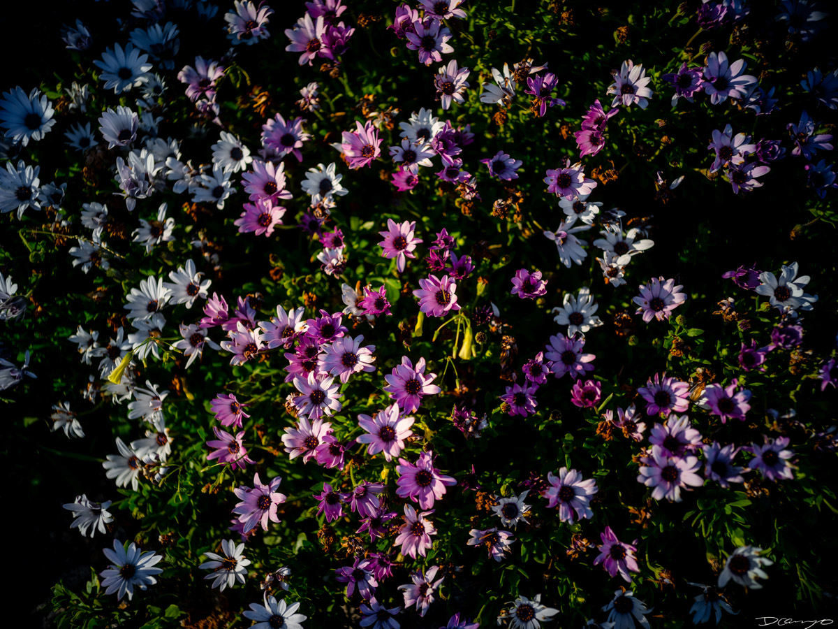 Pretty things that I wanted to take pictures of around Berkeley in 2023.